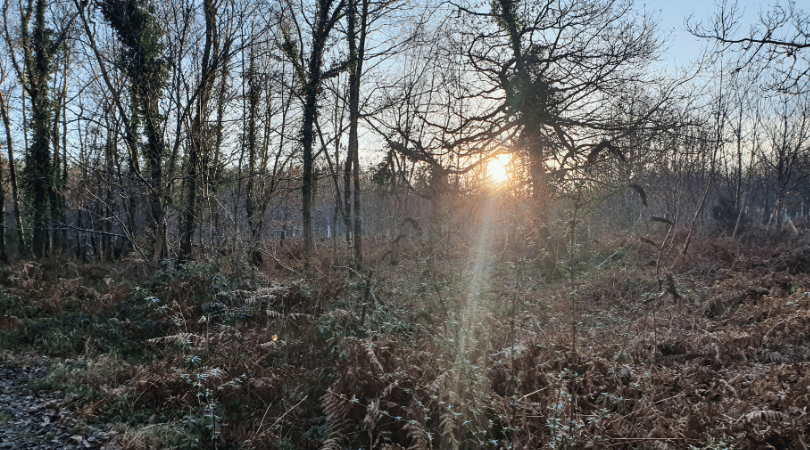 Looking forward to the New Year